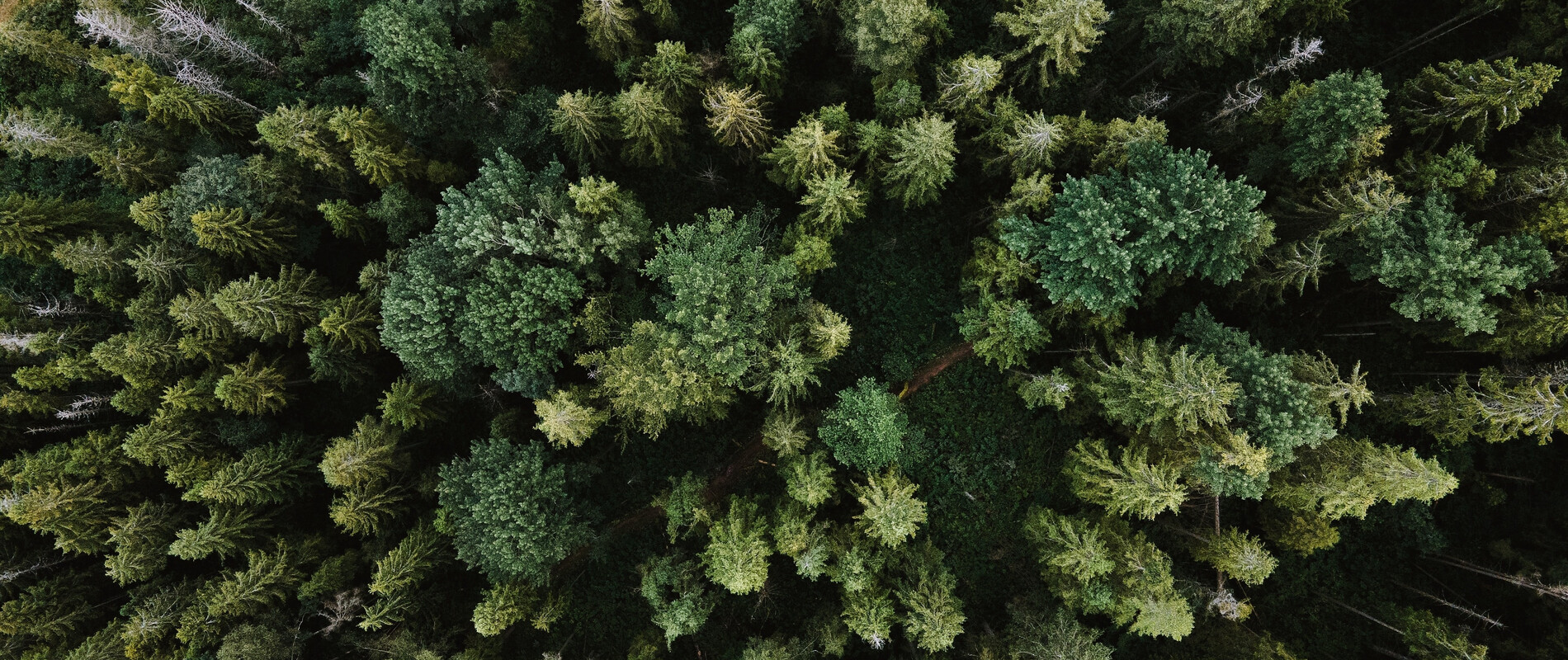 Wood | © Olena Sergienko