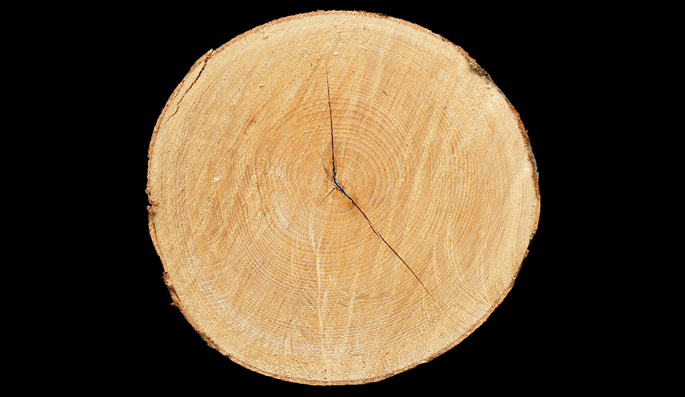 Průřez kmenem | © iStock 482953369
